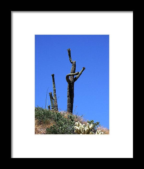 Animated Framed Print featuring the photograph Animated Southwest Cactus 2 by Ilia -