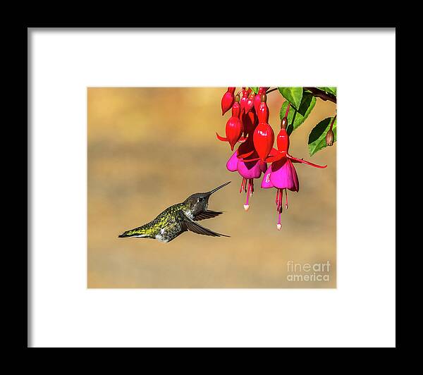 Birds Framed Print featuring the photograph Anna And Hardy Fuchsia Flower by Sal Ahmed