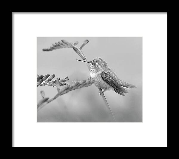 Anna's Hummingbird Framed Print featuring the photograph Anna's Hummingbird Black and White by Steve McKinzie