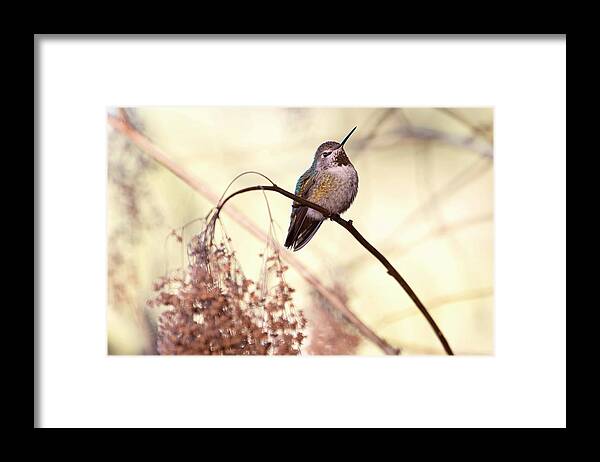 Hummingbird Framed Print featuring the photograph Anna's Hummingbird Closeup by Peggy Collins