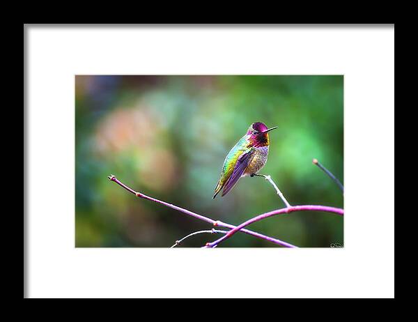 Anna's Hummingbird Framed Print featuring the photograph Anna's Hummingbird II by Dee Browning