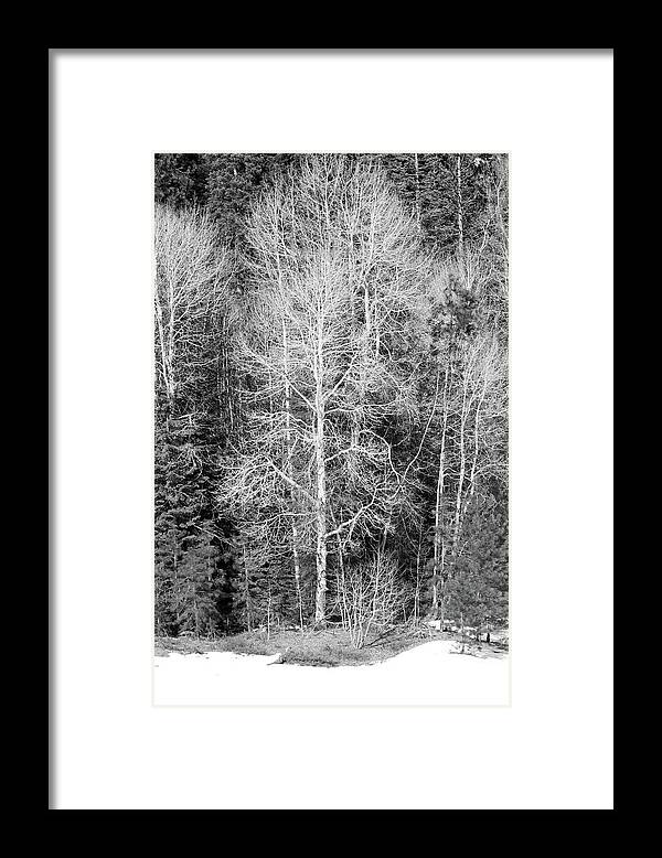 Annie Creek Framed Print featuring the photograph Annie Creek Aspens by Dr Janine Williams