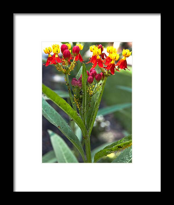 Aphids Framed Print featuring the photograph Annoying Aphids by DigiArt Diaries by Vicky B Fuller