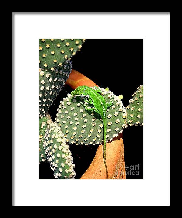 Nature Framed Print featuring the photograph Anole Hanging Out With Cactus by Lucyna A M Green