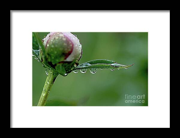 Raindrops Framed Print featuring the photograph Another Rainy day by Yumi Johnson