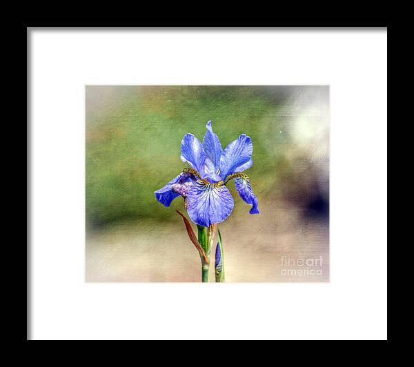 Iris Framed Print featuring the photograph Another Word for Rainbow by Kerri Farley