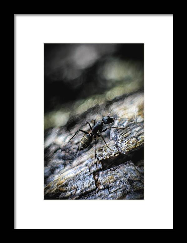 Ant Framed Print featuring the photograph Dynamic by Hyuntae Kim