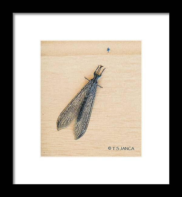 Ant Lion Adult Framed Print featuring the photograph Ant Lion Adult by Tom Janca