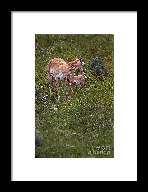 Antelope Framed Print featuring the photograph Antelope And Baby-Signed-#3576 by J L Woody Wooden