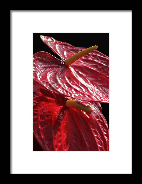 Flower Framed Print featuring the photograph Anthurium Flamingo by Tammy Pool