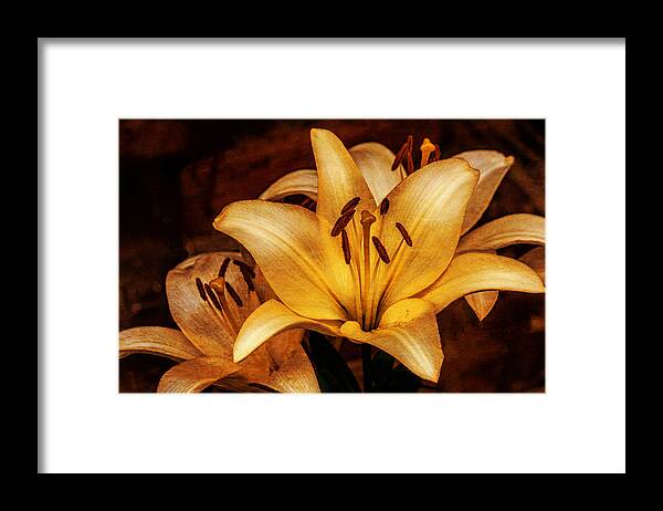 Art Prints Framed Print featuring the photograph Antique Lilies by Dave Bosse