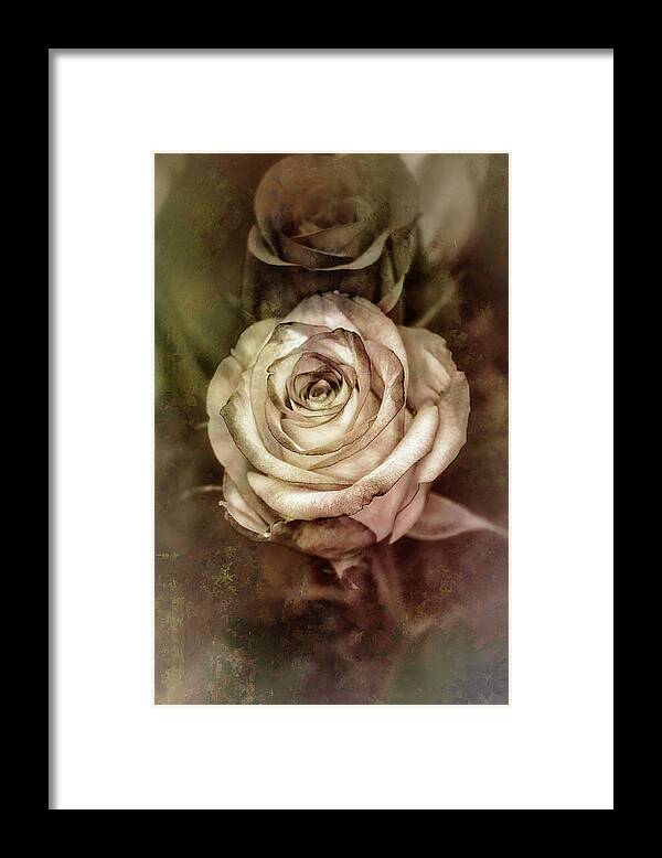 Flowers Framed Print featuring the photograph Antique Rose by Elaine Malott