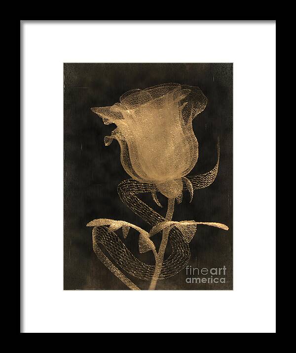 Photography Framed Print featuring the photograph Antique Rose of Glass by Kaye Menner