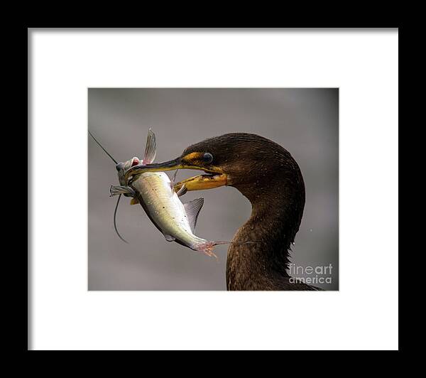 Cormorant Framed Print featuring the photograph Anyone for Catfish? by Jane Axman