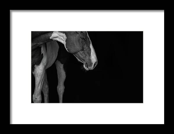 Horse Framed Print featuring the photograph Apache in Black and White - Three Bars Ranch by Ryan Courson