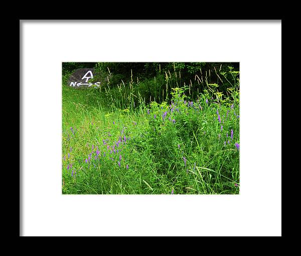 Connecticut Wildflowers Framed Print featuring the photograph Appalachian Trail Connecticut Wildflowers by Raymond Salani III