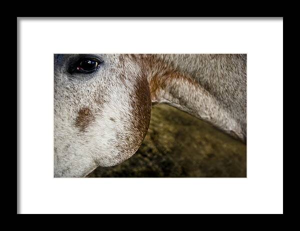 ... Placitas Framed Print featuring the photograph Appaloosa 2 by Catherine Sobredo