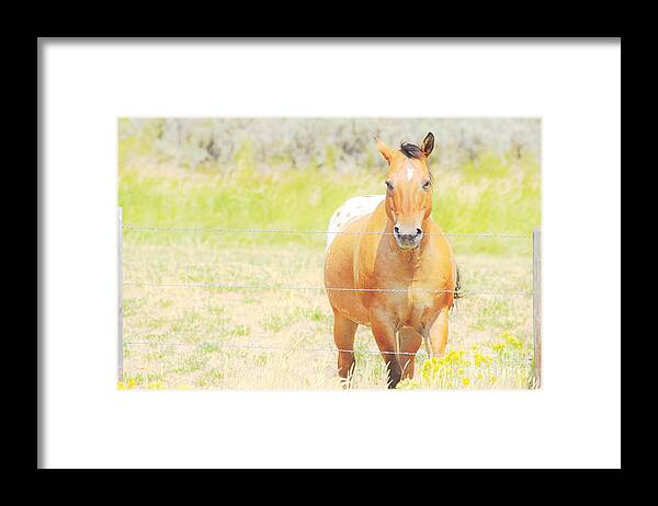 Horse Framed Print featuring the photograph Appaloosa by Merle Grenz