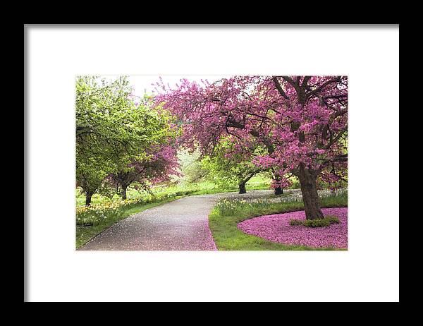 Spring Framed Print featuring the photograph Apple Allee by Jessica Jenney