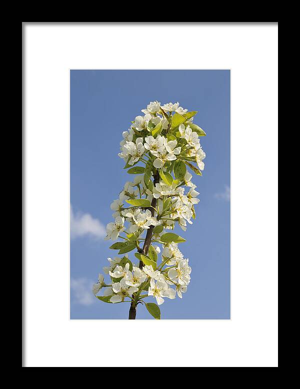Apple Blossom Framed Print featuring the photograph Apple blossom in spring by Matthias Hauser
