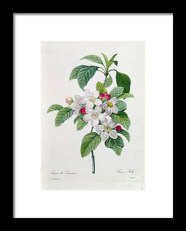 Apple Framed Print featuring the painting Apple Blossom by Pierre Joseph Redoute