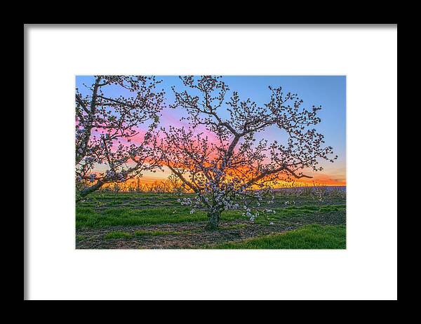 Hudson Valley Framed Print featuring the photograph Apple Blossoms At Dawn 3 by Angelo Marcialis