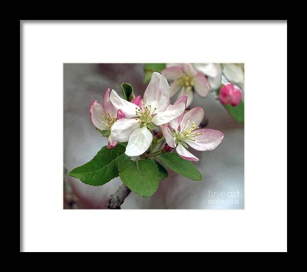 Apple Framed Print featuring the photograph Apple Blossoms by Catherine Sherman