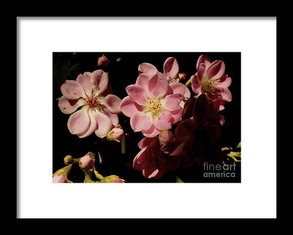 Apple Blossom Framed Print featuring the photograph Apple blossoms III by Cassandra Buckley