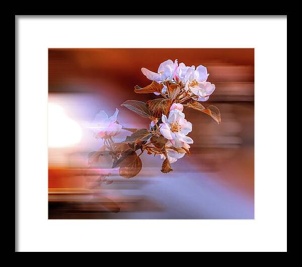  Framed Print featuring the photograph Apple Flower on Spring Day by Aleksandrs Drozdovs