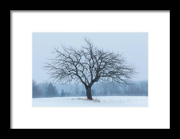 Winter Framed Print featuring the photograph Apple Tree In Snowfall by Alan L Graham