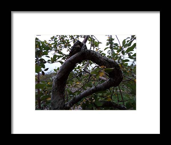 Framed Print featuring the photograph Apple Tree by Stephanie Piaquadio