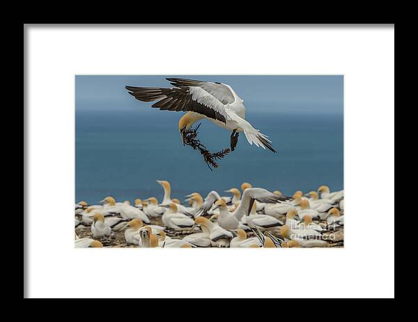 Bird Framed Print featuring the photograph Applying the Brakes by Werner Padarin