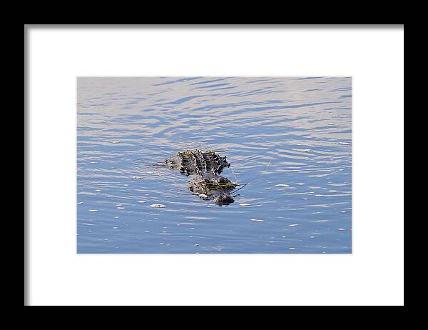Approaching Gator Framed Print featuring the photograph Approaching Gator by Warren Thompson