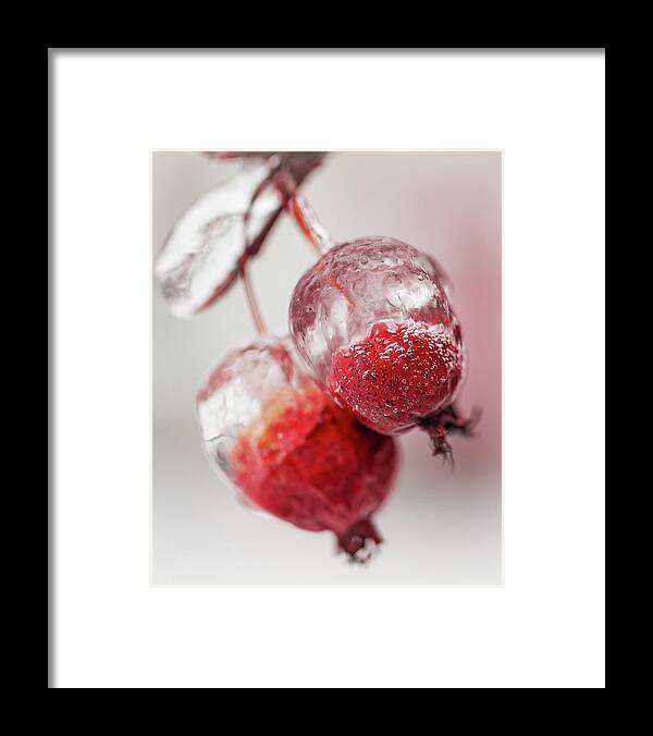 Awakening Framed Print featuring the photograph April Ice Storm Apples by Jakub Sisak