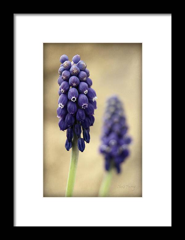 Muscari Framed Print featuring the photograph April Indigo by Chris Berry