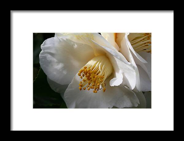 April Snow Camellia Framed Print featuring the photograph April Snow Camellia by Tammy Pool