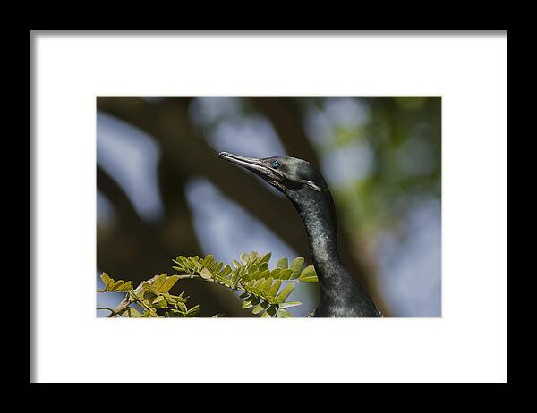 Aqua Framed Print featuring the photograph Aqua Blue Eyes - Little Cormorant by Ramabhadran Thirupattur