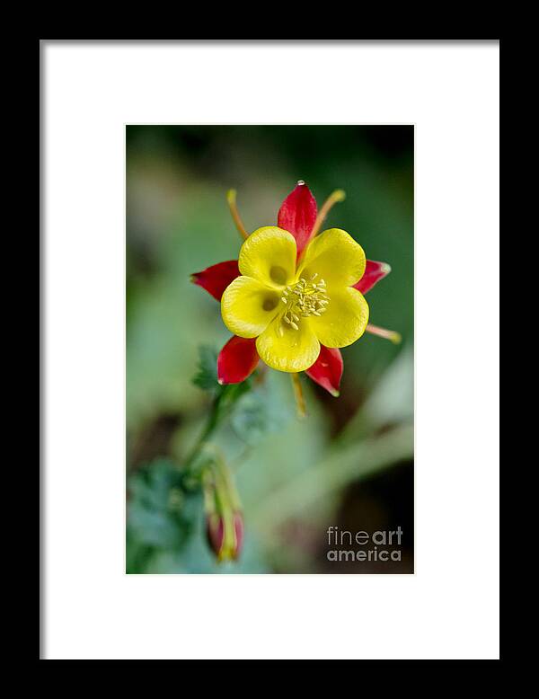 Flowers Framed Print featuring the photograph Aquilegia by Elena Perelman