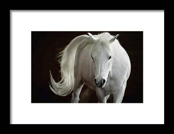 Horse Framed Print featuring the photograph Arabian Horse by Athena Mckinzie
