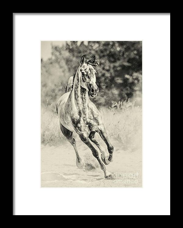 Horse Framed Print featuring the photograph Arabian horse running on sunny meadow by Dimitar Hristov