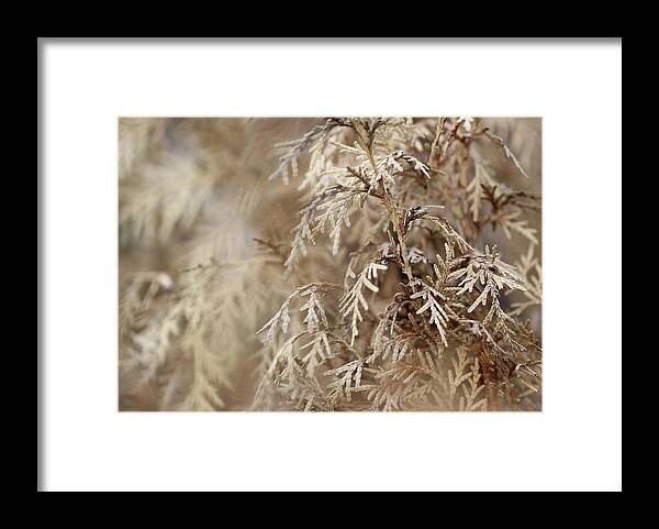 Minimal Framed Print featuring the photograph Arborvitae Plant Minimal by Prakash Ghai