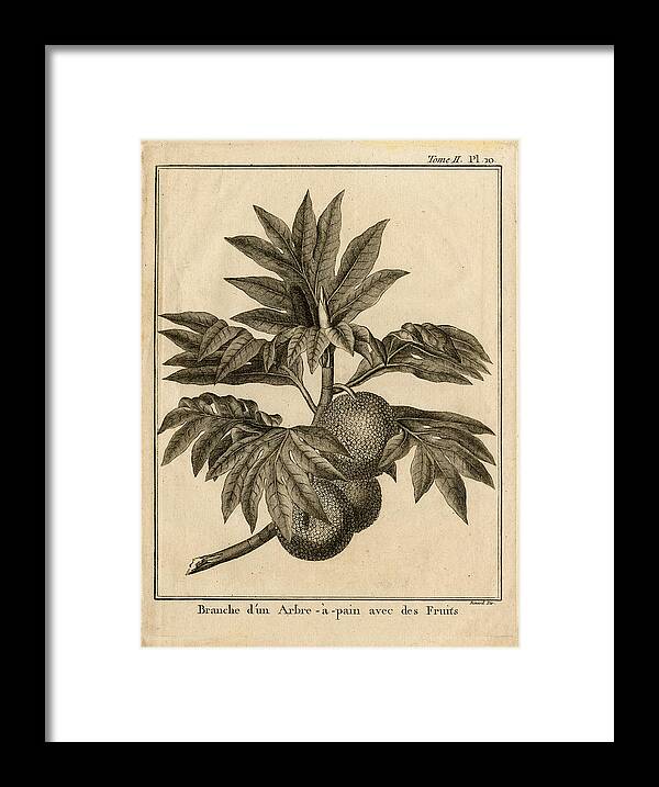Breadfruit Framed Print featuring the drawing Arbre aPain Breadfruit branch by Thomas Walsh