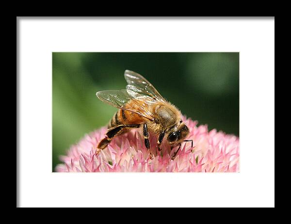 Bee Framed Print featuring the photograph Arched by Angela Rath