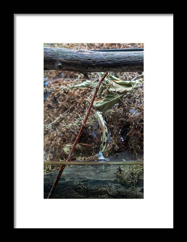 Archer Fish Framed Print featuring the photograph Archer fish jumping for dinner by Dan Friend