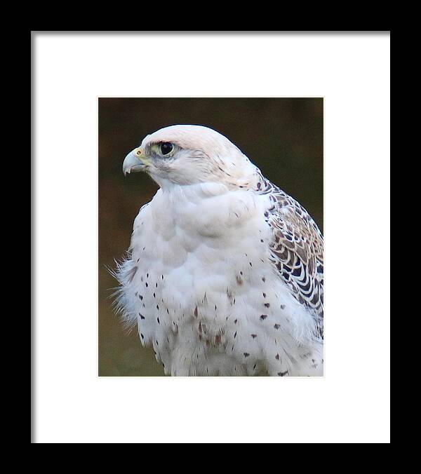 Wildlife Framed Print featuring the photograph Arctic Falcon in Profile by William Selander