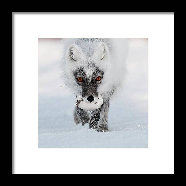 00520033 Framed Print featuring the photograph Arctic Fox and Snow Goose Egg by Sergey Gorskov