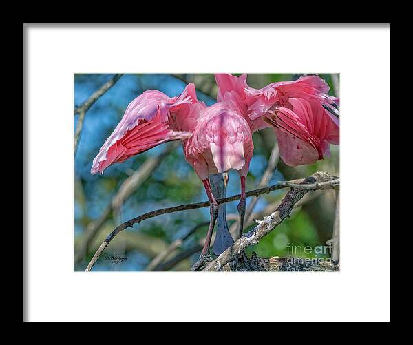 Spoonbills Framed Print featuring the photograph Are You Down There by DB Hayes
