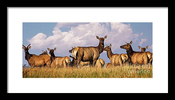 Arizona Elk On The Rise Framed Print featuring the photograph Arizona Elk On the Rise by Priscilla Burgers