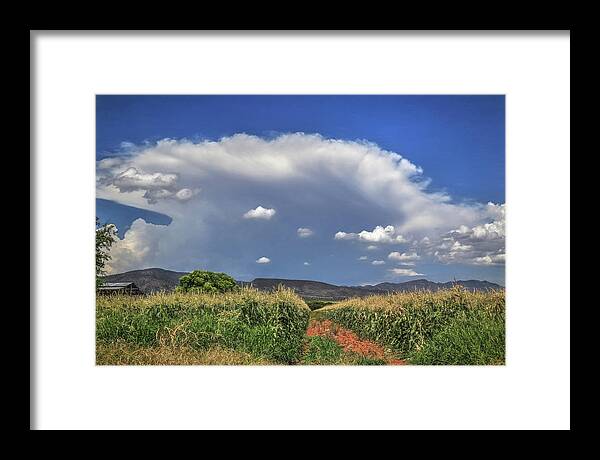 Cornfield Framed Print featuring the photograph Arizona Summer by Donna Kennedy