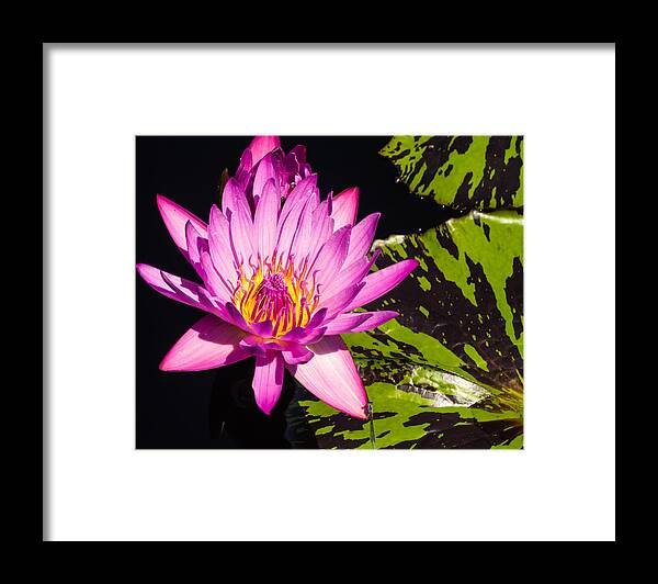 Water Lilly Framed Print featuring the photograph Protected by Charles McCleanon